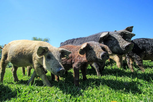 Krčedinska ada: safari među domaćim životinjama