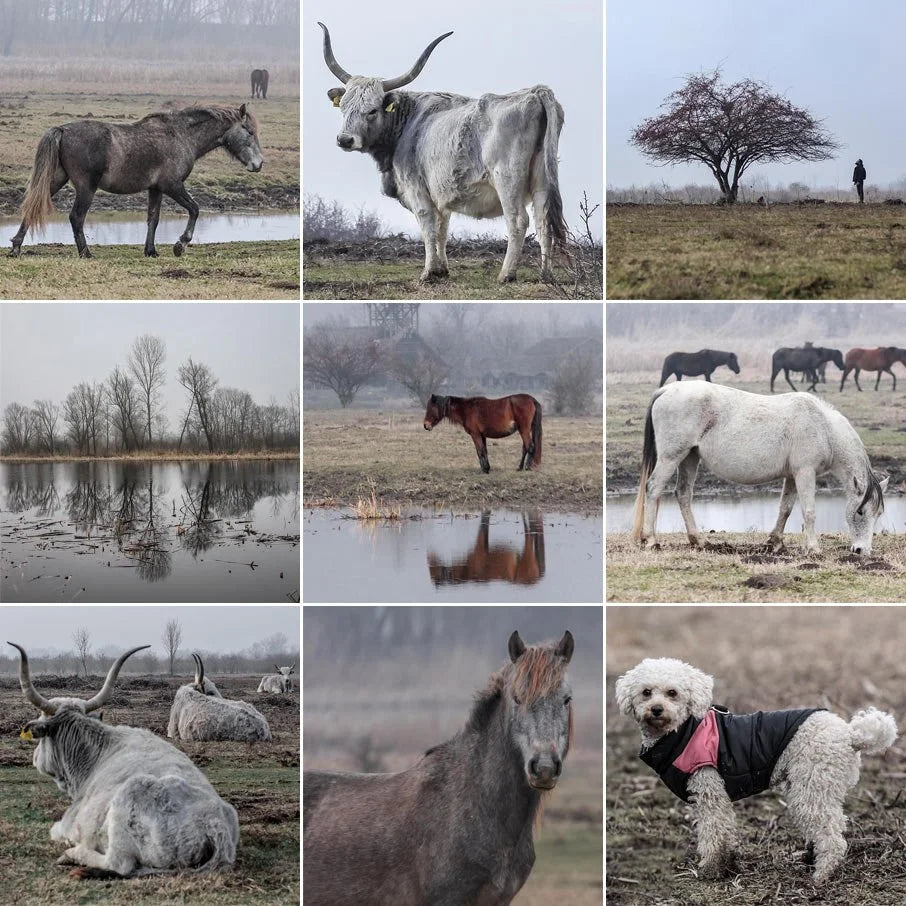 Zasavica: kao Krčedinska ada, samo drugačije